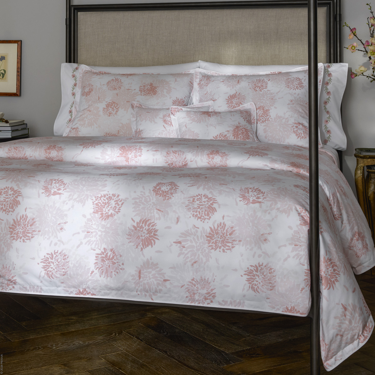 Chrysanthemum Percale