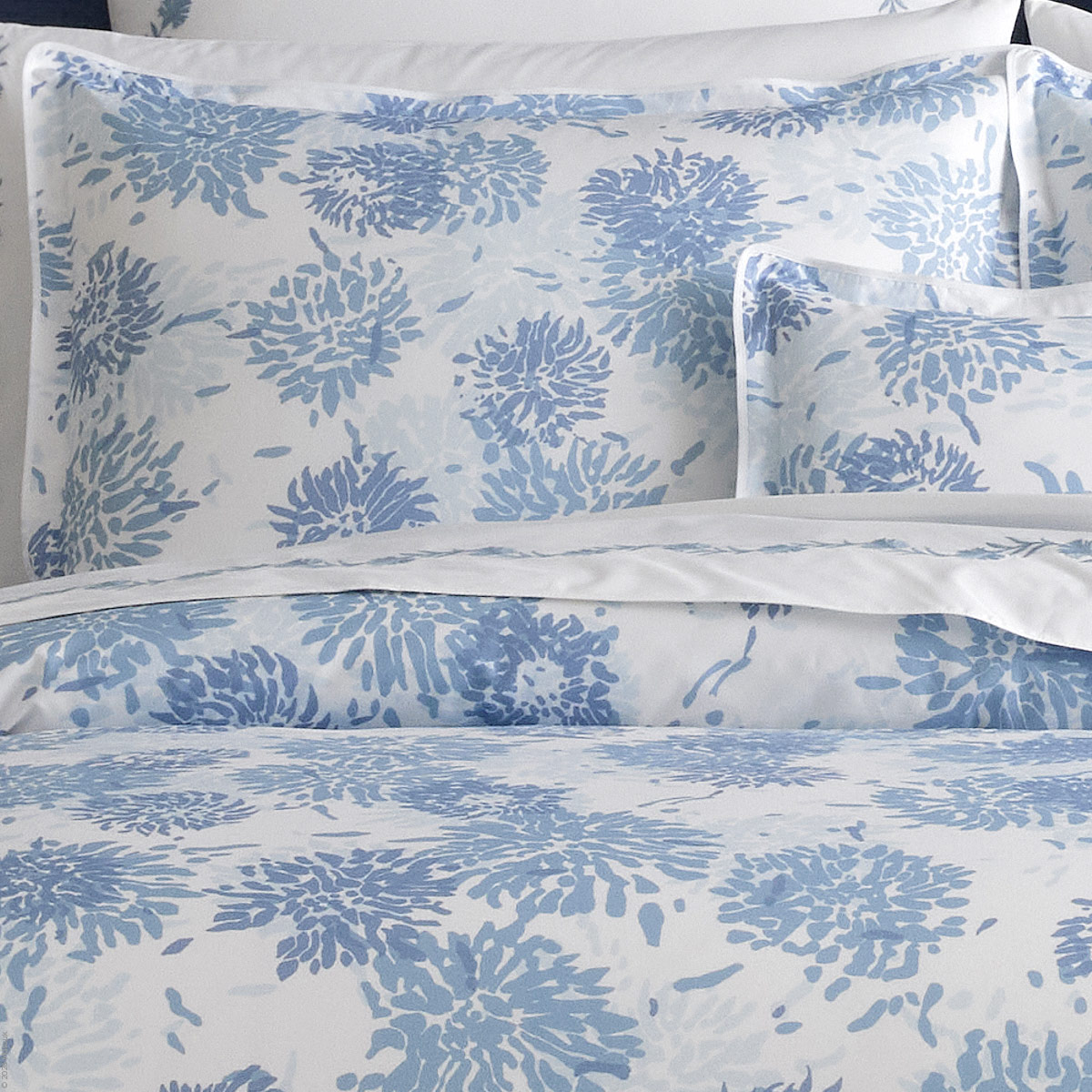 Chrysanthemum Percale