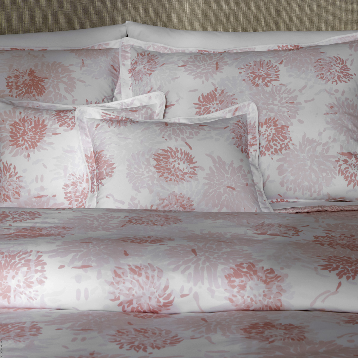 Chrysanthemum Percale