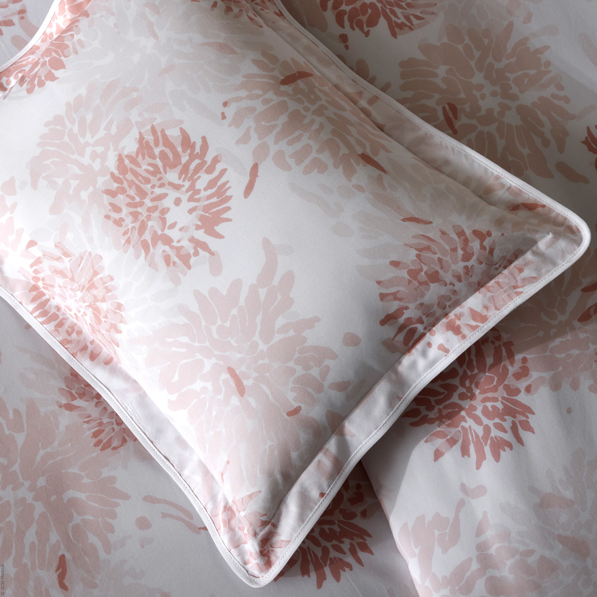 Chrysanthemum Percale